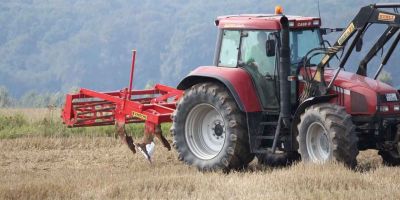 Knoche Wisent / Bison