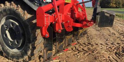 Knoche Wisent / Bison