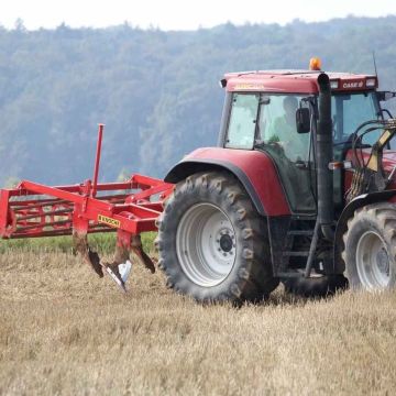 Knoche Wisent / Bison